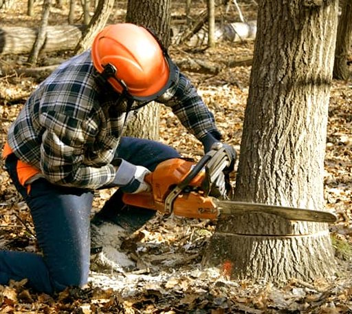 Tree Removal in Exchange, WV